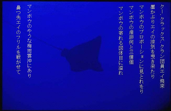 manta.jpg (104985 oCg)